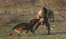 Dog training in mombasa