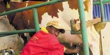 Farm Managers Recruitment Agency in Kenya | Bestcare