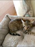 Brown Tabby Kitten Small Indoor Friendly Pet