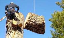 Professional Tree Removal & Felling in Runda