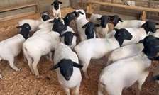 DOPPER SHEEP