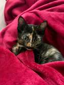 Beautiful kittens ready for re homing