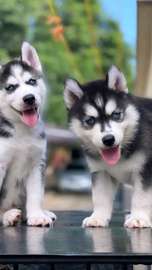 Siberian Husky puppy