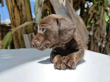 Miniature dachshund