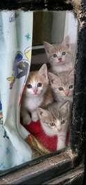 Cute kittens ready for re homing