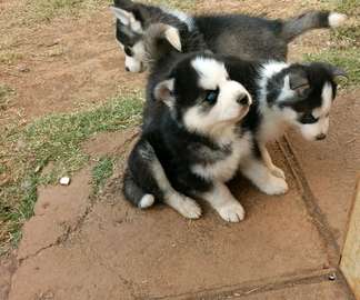 Husky puppies