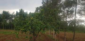 Prime Land in Bondo for hotel/supermarket/mall