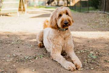 Dog Training and Animal Socialisation