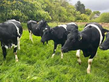 freshian, Ayrshire,super pedigree cows available for sale