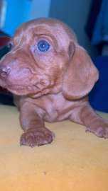 Dachshund Puppy Brown with Blue Eyes Playful Pet