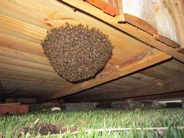 Are you experiencing a Bee Infestation? We can help you!