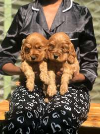 Golden Retriever Puppies Young Healthy Vaccinated