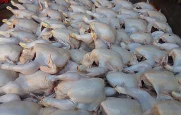 broiler chicken