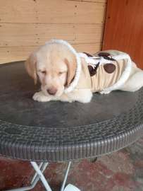 Labrador Retriever puppy