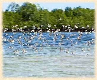 LAND FOR SALE ON THE CREEK.
