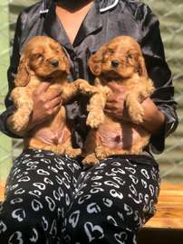 Golden Retriever Puppies Young Healthy Vaccinated