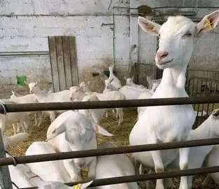 Dairy goats