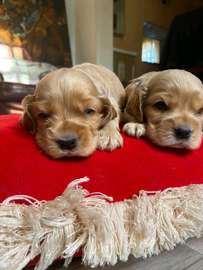 English Cocker Spaniels