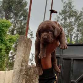 Chocolate labrador