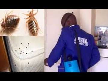 100% Rodent, Cockroach, Bed Bugs & Pests control