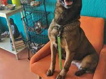 In-Home Dog Trainer Near You- Nairobi ,Kitengela, Kiambu