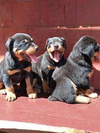 Rottweiler puppies