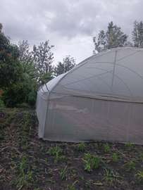 Green House