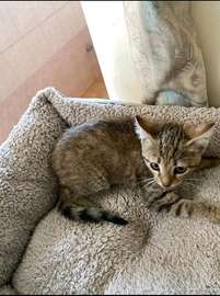 Brown Tabby Kitten Small Indoor Friendly Pet