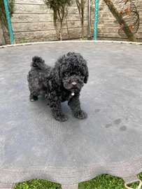 Toy poodle 🐩