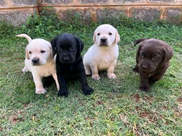 1-3 months pure breed Labrador Retrievers