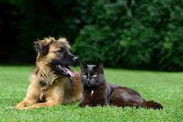 Mobile Pet Grooming.Professional And Reliable.