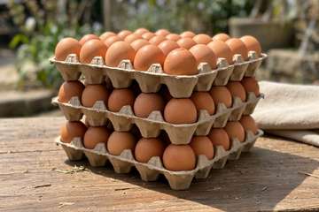 Fresh chicken eggs