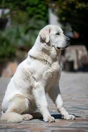 Majestic Purebred Great Pyrenees