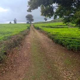 0.5-Acre Plot for Sale in Tigoni