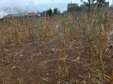 50 by 100 Land for sale .  Gatuanyaga, Thika Kiambu.