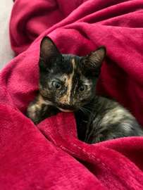 Beautiful kittens ready for re homing