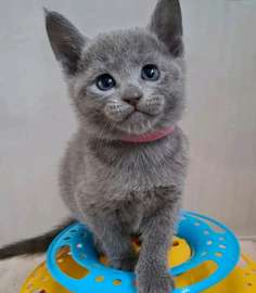 Beautiful pure breed Russian blue kittens
