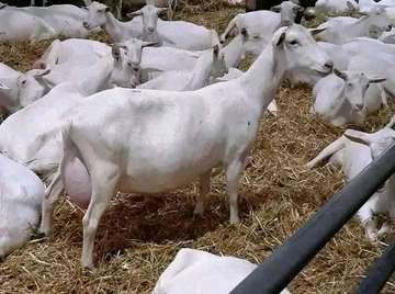 Sannen breed