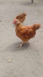 Sasso F1 one month old chicks