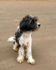 3-6 month old Mixed poodle
