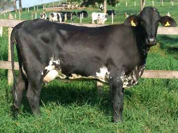 GRILLANDO HEIFERS