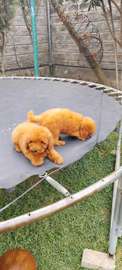 Toy Poodle🐩
