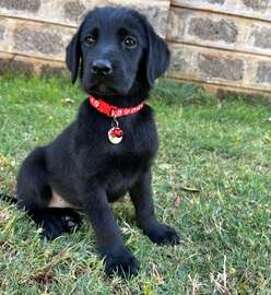 Labrador Retriever