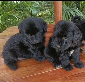 Havanese puppies