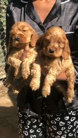 English Cocker spaniels