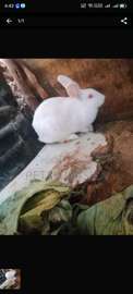 Rabbit