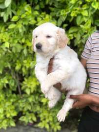 Golden retrievers