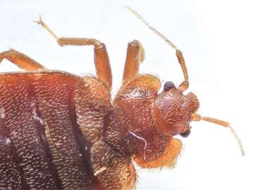 Bed Bugs Control Athi River/Syokimau ,Machakos Junction