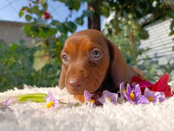 Miniature Dachshunds