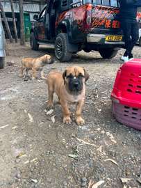 Boerboel puppy
